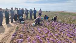  بازدید بازرس کل استان خراسان رضوی از چند تولیدی در شهرستان باخرز/بررسی مشکلات زعفران‌کاران باخرزی